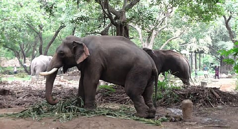 Vantara team visits Punnathur Kotta 