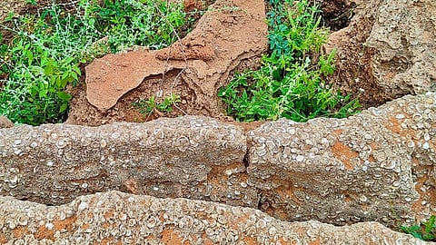 A Fossil Bed dating back to the Holocene period has been discovered in Thoothukudi