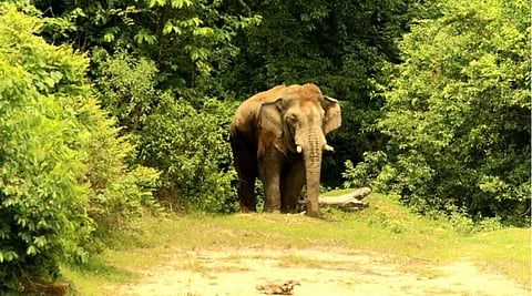 Man injured in suspected elephant attack dies in Kerala's Malappuram