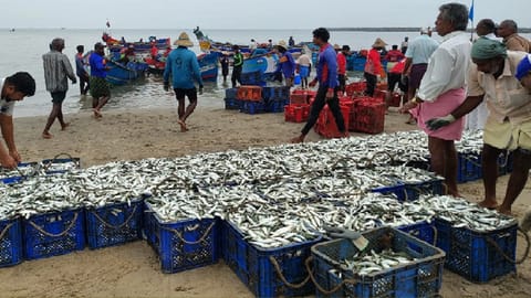 India's marine fish catch rises 3 per cent in 2025; Kerala records 2 per cent growth, says CMFRI 