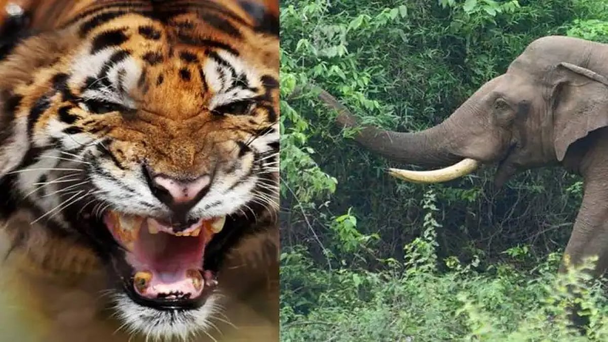 After elephant attack, tiger sighting and encounter with bison trigger ...