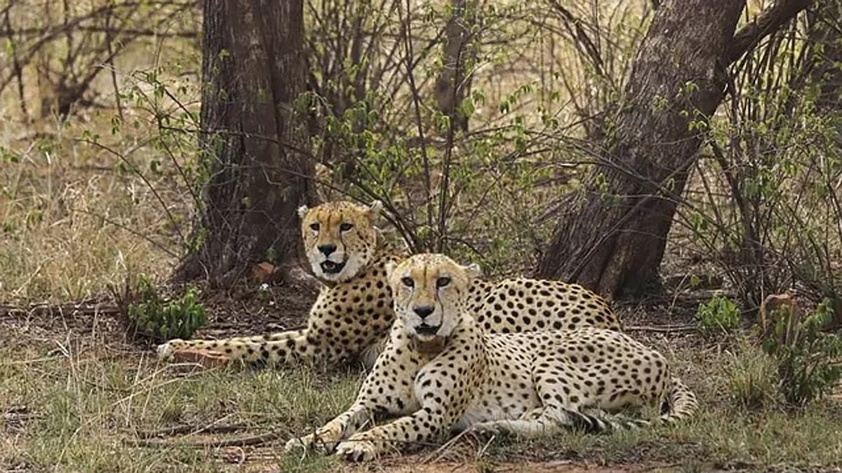 Eight cheetahs from Africa to arrive at MP's Kuno National Park on Saturday