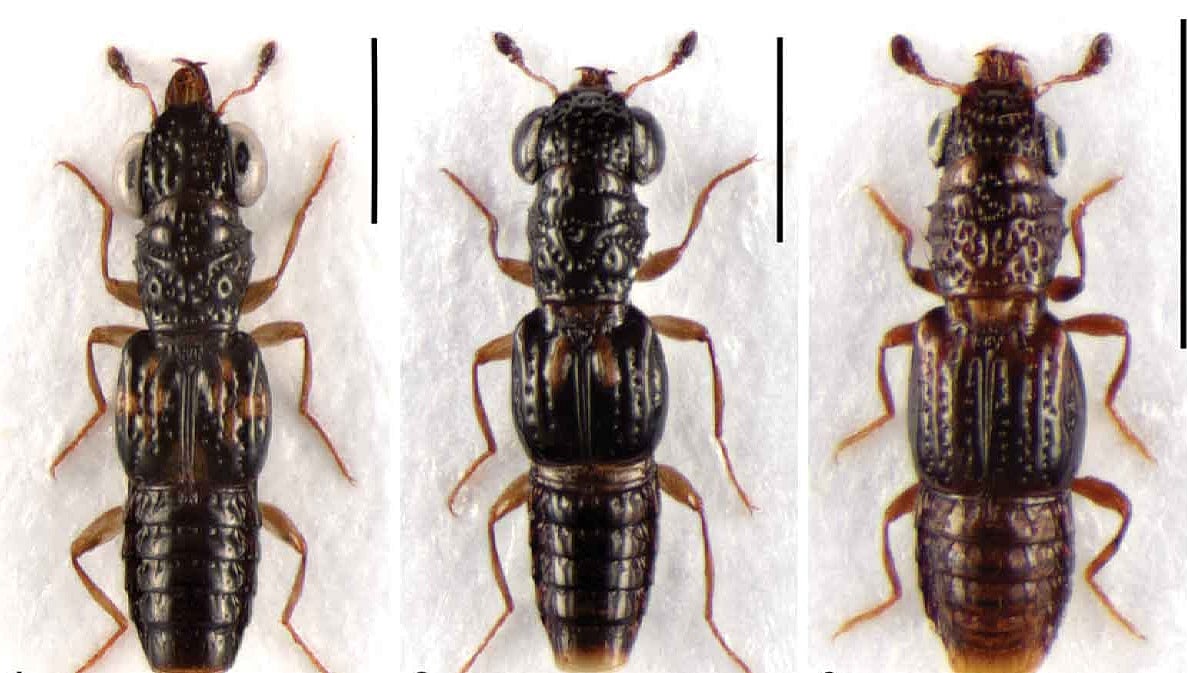 Three new rove beetle species discovered in Arunachal forests