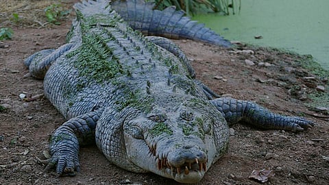 La víctima se metió al estanque del reptil en las instalaciones de Amaya View