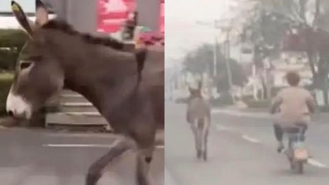 La escena fue captada en Pekín, la capital de China, lugar en el que se acostumbra comer carne de estos animales