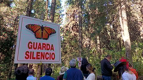 Piden ejidatarios reactivar "Fondo Monarca" para Santuarios en Michoacán 
