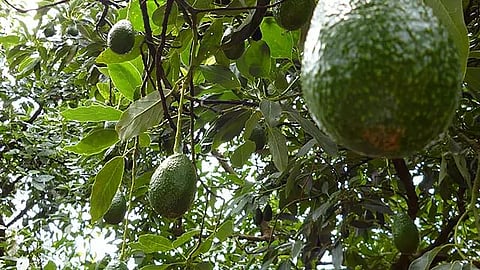 Reportó que se lleva a cabo una investigación para evaluar la amenaza y determinar las medidas de mitigación necesarias para garantizar la integridad física de la totalidad de su personal que labora en Michoacán