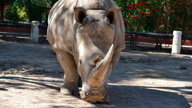Llegan a pesar más de tres toneladas