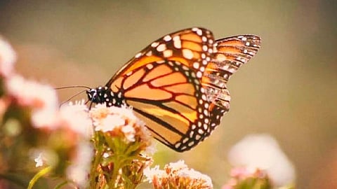 El propósito es valorar la migración de la mariposa monarca a bosques michoacanos y promover el cuidado de esa reserva ecológica de manera festiva con programas artístico-culturales