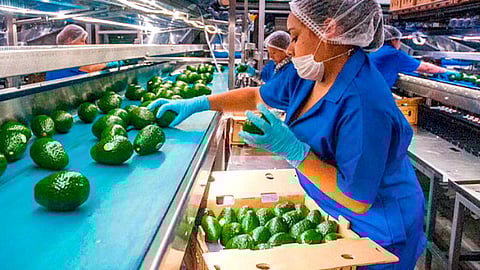 El llamado es a empacadoras de Uruapan, Gabriel Zamora, Morelia, Nuevo Urecho, Tacámbaro y Tancítaro