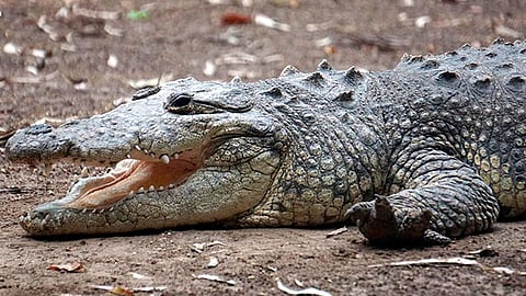 El parque alberga ocho ejemplares de cocodrilo de pantano y de río