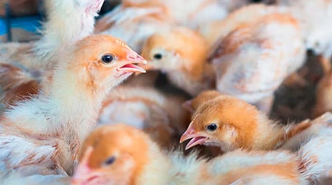 Se habían presentado casos en animales como caballos, perros, pájaros y focas que habitan otras partes del mundo, pero no en humanos