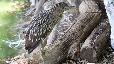 Se llevó a cabo la liberación en la orilla del lago del recinto faunístico, lugar donde habitan más ejemplares de esta especie