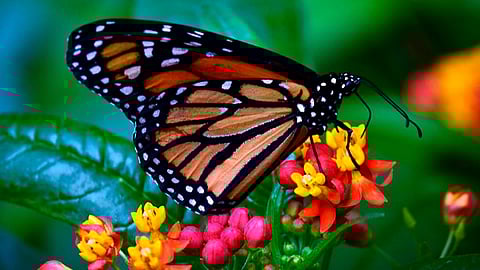El cambio climático ha impactado en la conservación de este tipo de mariposa