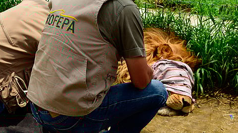 Se espera el arribo de los animales en las próximas horas