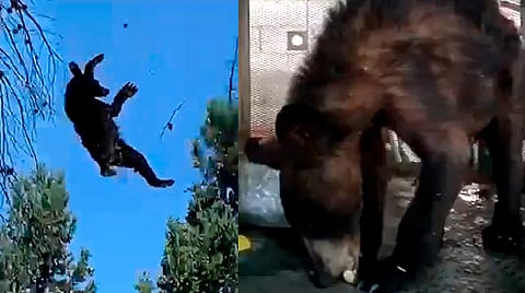 Sedan a osezno para rescatarlo y cae de árbol de 15 metros en Coahuila [VIDEO]