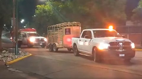 Los animales estarán en cuarentena hasta que se recuperen