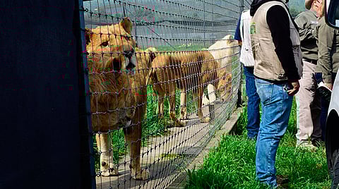 Zoológico de Morelia, listo para recibir a felinos de fundación Black Jaguar-White