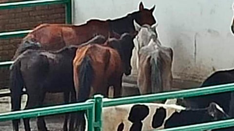 Señalan que incluso se comen sus propios desechos