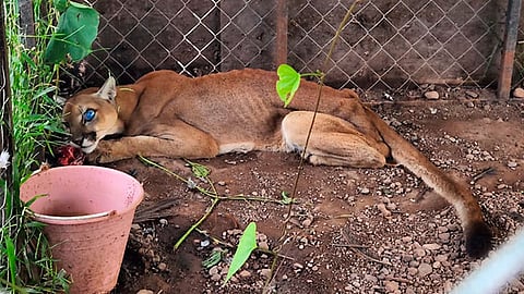 Las tareas del personal operativo ubicaron también gallos muertos; dentro de un campamento del cual se presume, era utilizado para cometer actividades ilícitas