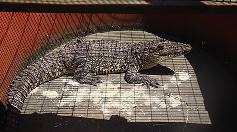 Llevan al zoo de Morelia a cocodrilo rescatado