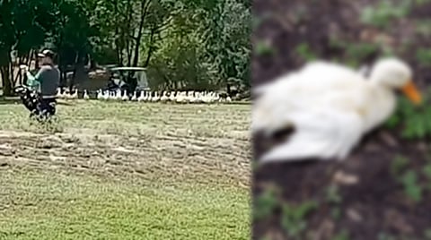 Atropellan y matan a patitos en campo de club de golf, denuncian morelianos