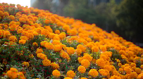 Las flores que se producen en la demarcación se venden en mercados de Morelia, Lázaro Cárdenas, Uruapan, entre otros