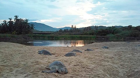 La localidad de Ixtapilla se ubica en el municipio de Aquila 