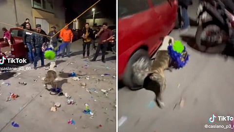 Como el Grinch; perrito se roba piñata y huye con los dulces