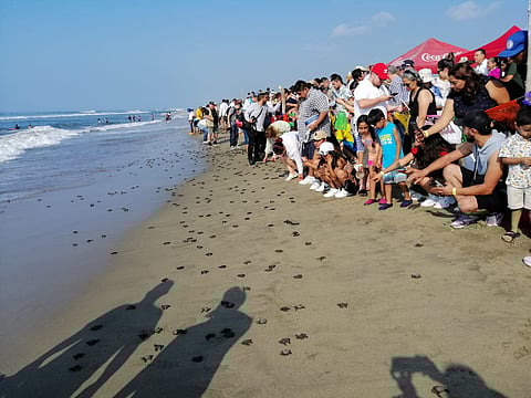 Participa Compesca en el primer Tortufest “El Habillal” 2022