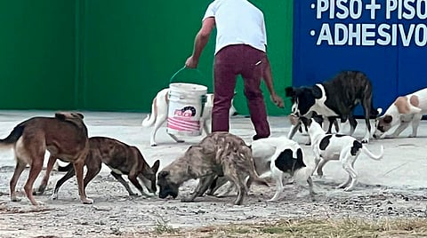 Ciudad Jardín y Villas del Pedregal las colonias con más índice de perritos callejeros: GHAPAD