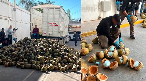 Hallan 300 kilogramos de fentanilo dentro de cocos, en Sonora
