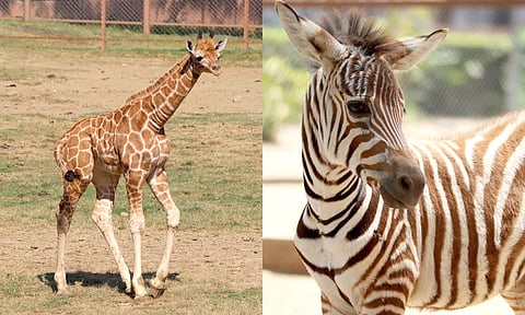 Los nacimientos de todos estos ejemplares se lograron gracias a los ajustes que se realizaron en las dietas y programas nutricionales