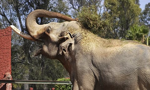 Traerían otro elefante al Zoo de Morelia; también un pingüino