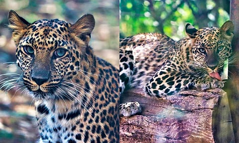 El leopardo africano es un felino solitario y territorial, algunos pueden nacer negros y comúnmente la gente las nombra panteras
