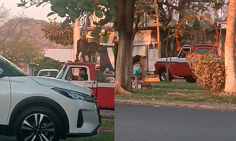 ¡Un lindo gatito! Captan a tigre sobre una camioneta en calles de Parácuaro