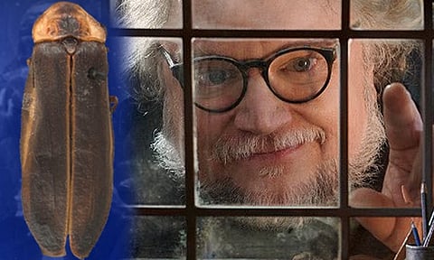 Luciérnaga descubierta en Jalisco se llamará como Guillermo del Toro