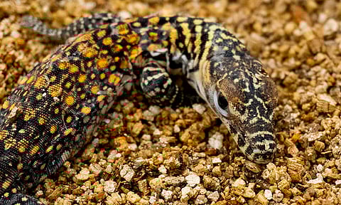 Nacen crías de dragón de Komodo gracias a incubación