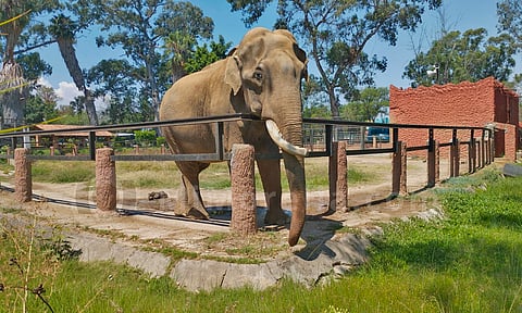 Niños y niñas entrarán gratis al ZooMorelia el próximo 30 de abril