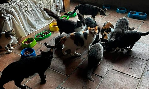 Refugio de animalitos en Morelia acusa intento de ingreso a sus instalaciones; buscan reforzar seguridad