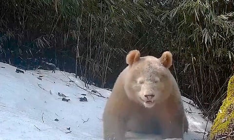 Captan a tierno oso panda totalmente blanco