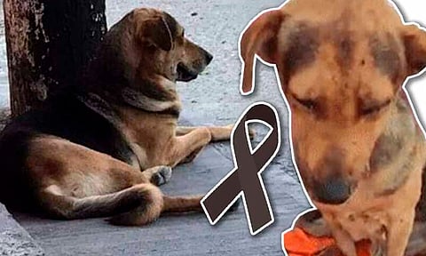 Exigen justicia para “Stich”; lo mataron a golpes por robarse un pan en Guerrero