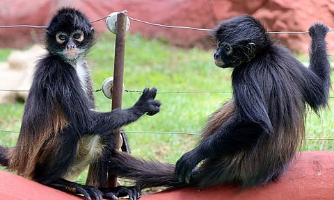 Integran monos araña a manada del ZooMorelia