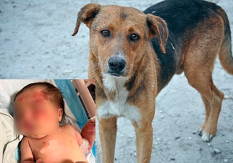 Perrito callejero salva a bebé abandonada en una bolsa de basura