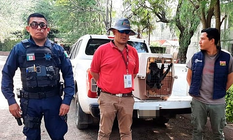 Rescatan mono araña de casa tras denuncia anónima en Morelia