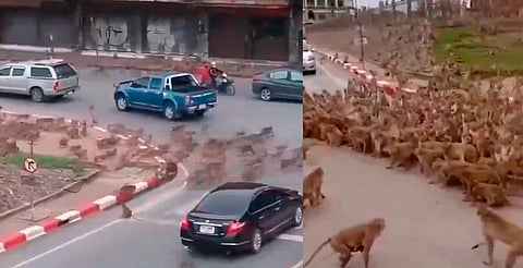 Monos tienen batalla campal en medio de la ciudad turística de Lopburi en Tailandia [Video]