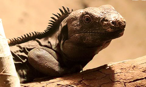 Una iguana cola espinosa, la nueva habitante del Zoo de Morelia