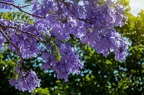 ¿Por qué se adelantó? Primavera inicia esta noche de 19 de marzo