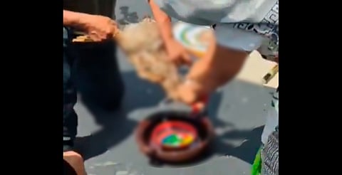 Sacrifican gallina en el Senado como ofrenda a Tláloc [Video]