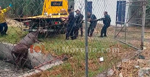 Salvan a toro de morir ahogado en pozo pantanoso del Ooapas [VIDEO]